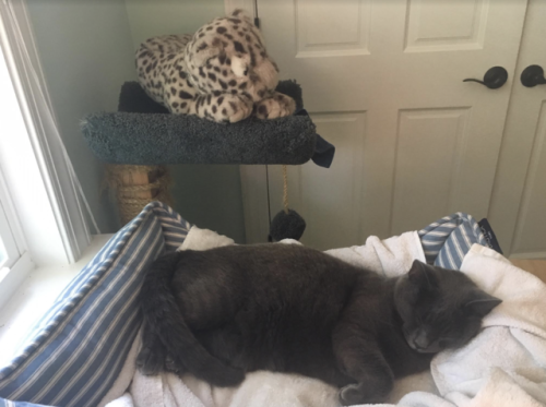 catsbeaversandducks