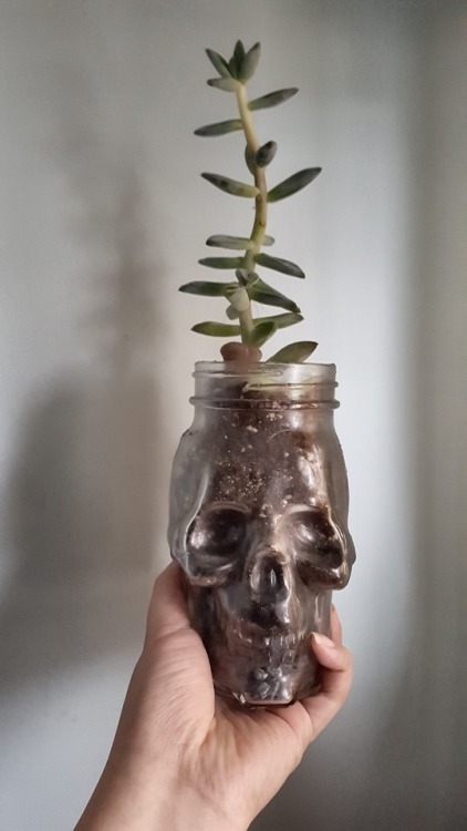 she-who-treads-on-water:Put my succulents into new homes. They...