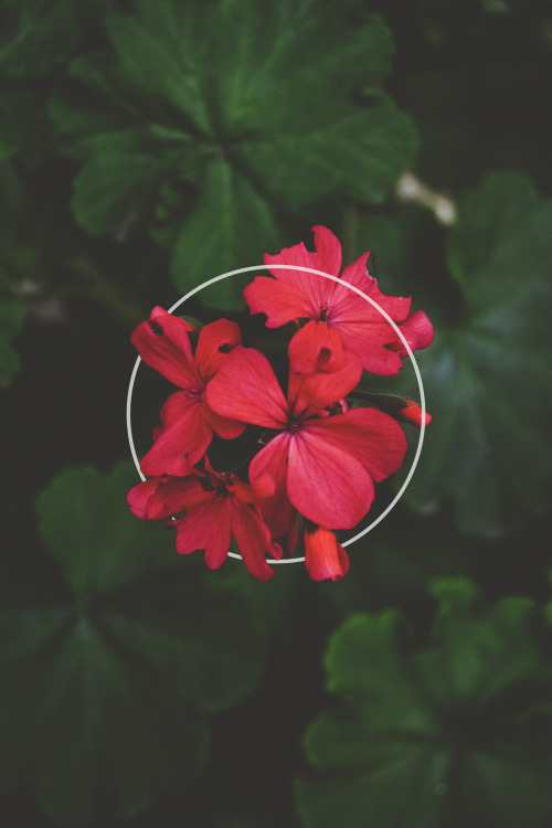 matialonsorphoto:By matialonsorI love flowers