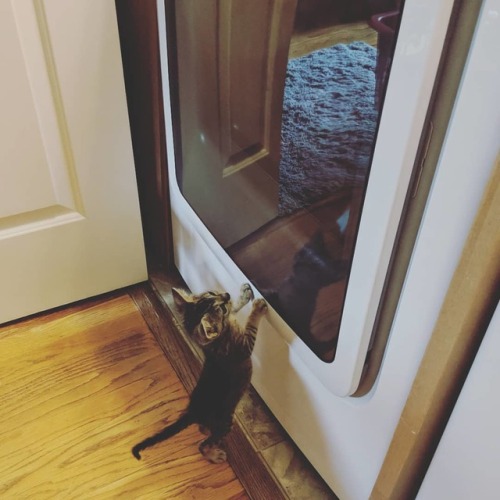 catsbeaversandducks