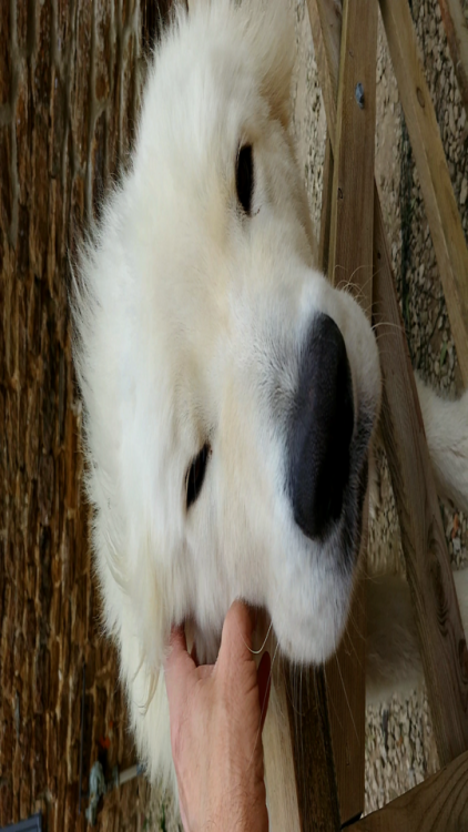 Just a great big softie (Italian Maremma) (Source:...