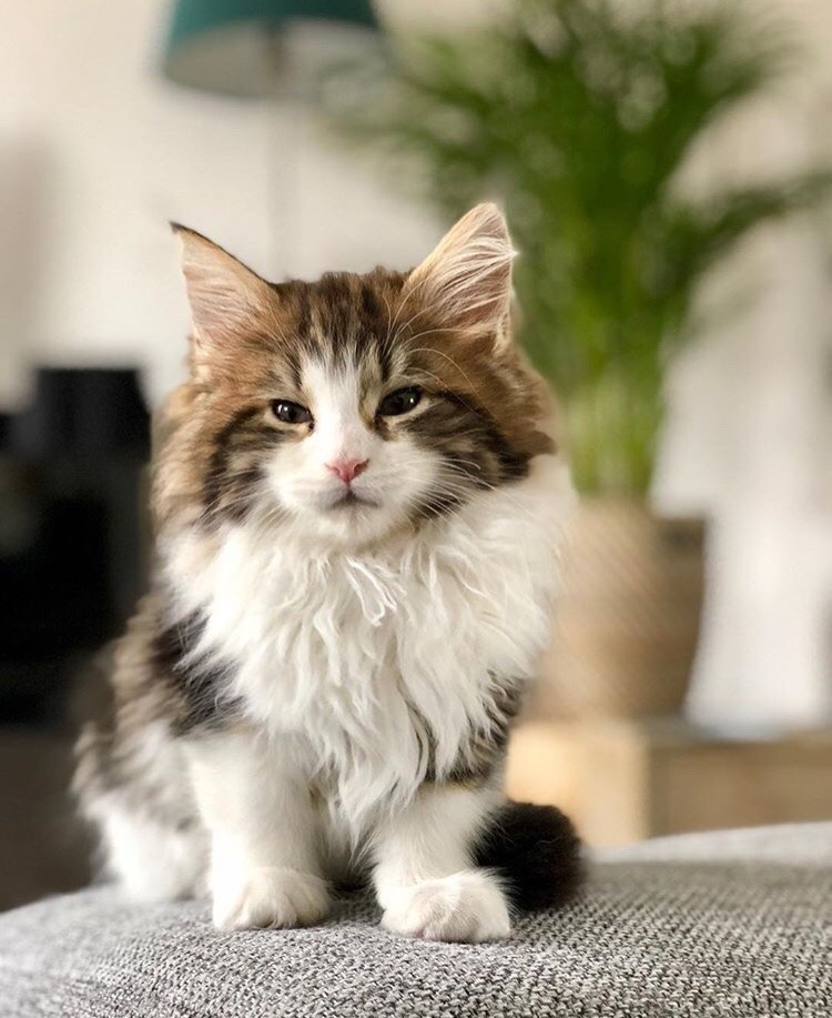 #cat from Animals are Friends