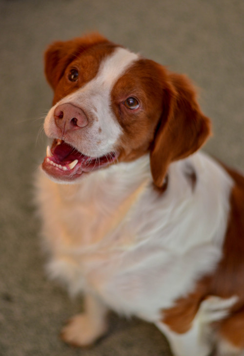 My uncles brittany.…watching me eat.