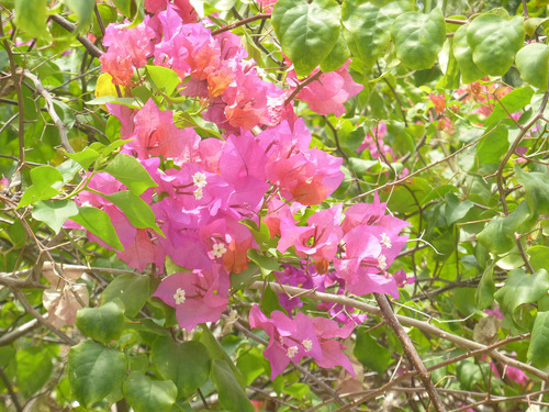 MishMashCorner, The Maldivian flowers!