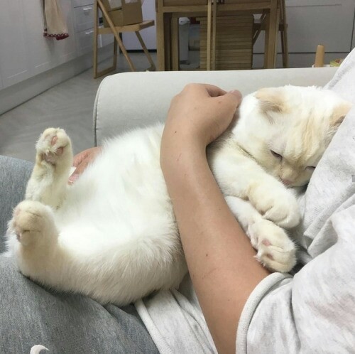 kitty fluffy cute adorable cat kittens cats animal animals cuddle white cozy
