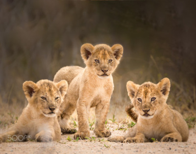 Image result for lion cubs