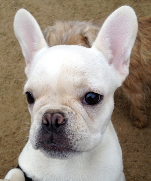 Lola Barksdale, puppy French Bulldog, at the small... | Washington ...