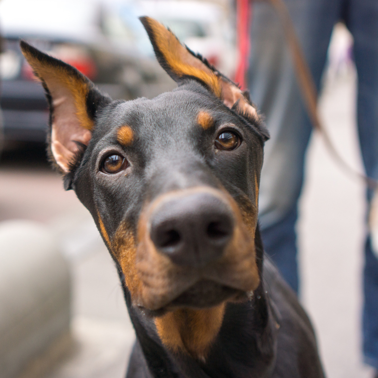 Baski & Nima, 5-month-old Doberman & 9-month-old... - Dogs of Tbilisi