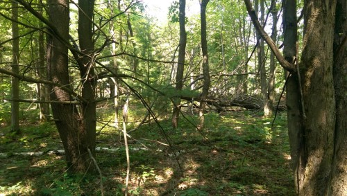 Both sides of a fallen tree