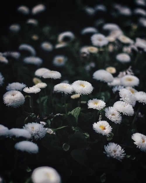 floralls:by Alixe Lay