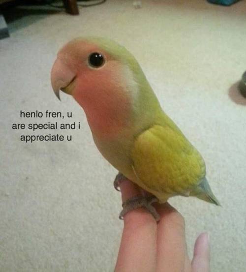 blessed_bird