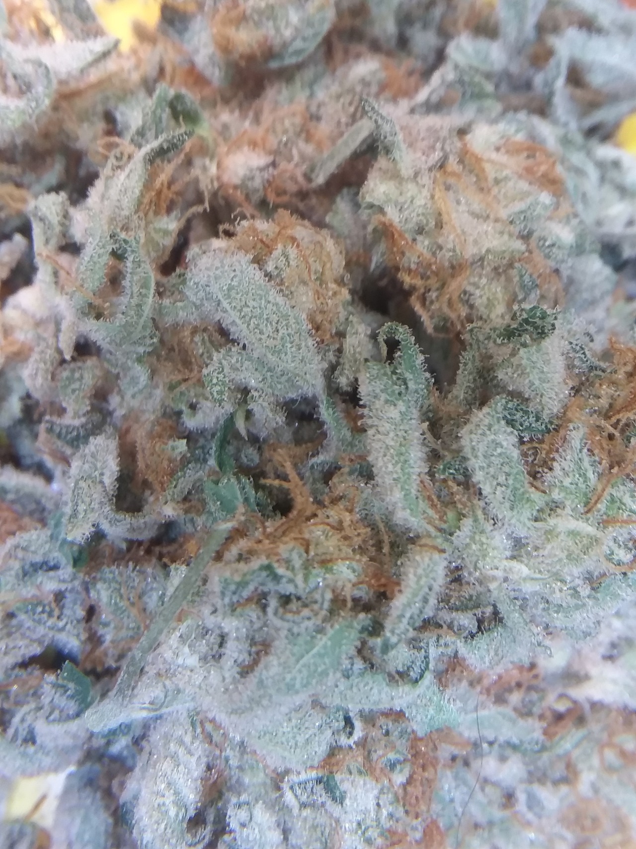 Beautiful Nug Tumblr