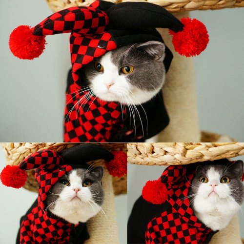 catcosplayuniverse:Harley Cat