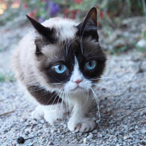 babydogdoo:Grumpy Cat