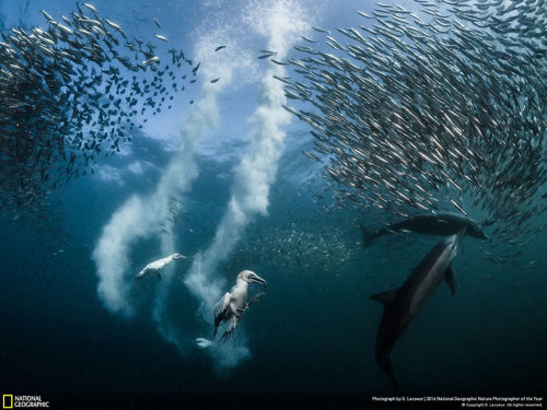 boredpanda:The Winners Of The 2016 National Geographic...