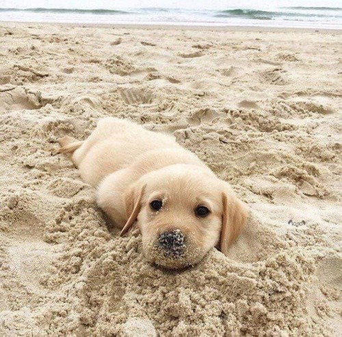 babydogdoo:my puppy loves the beach