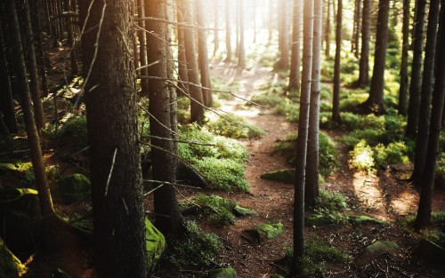 Luna In The Forest