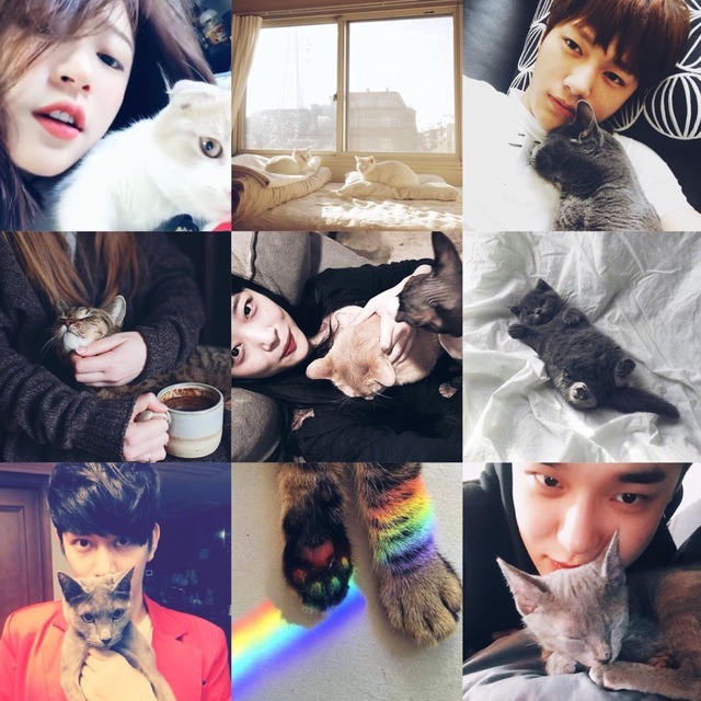 KShip-Aesthetics | @kpoptrash5 Cat people in kpop 🐱💕