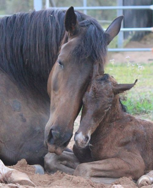 scarlettjane22:Majestic Spanish Horses