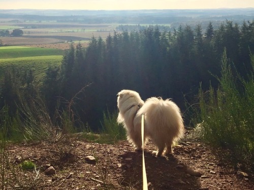 floof in autumn sunshine