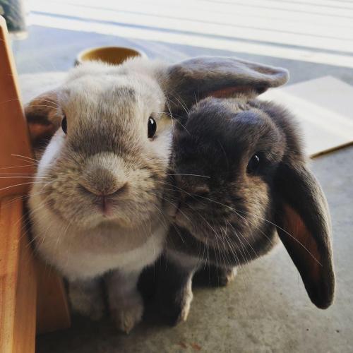 awwpics-org