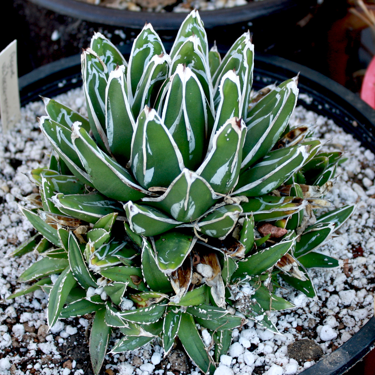 Agave victoria reginae with lots of offsets around its base