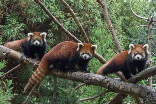 phototoartguy:“ Red Panda Twins Debut at Prospect Park ”☛...