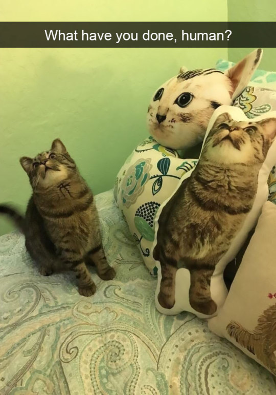 Cat snaps