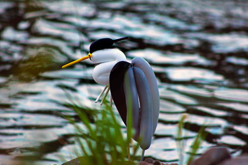 itscolossal:Balloon Birds by Terry Cook Mimic Their Real-Life...