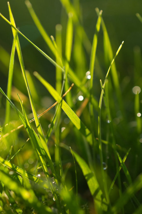 jellytussle:More grass in winter Sun