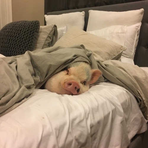 lol funny funny pics pig bedrrom cozy