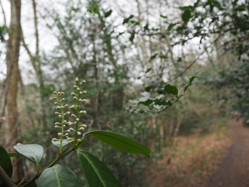 22.03.19We walked towards Mother Ludlams cave from Moor Park...