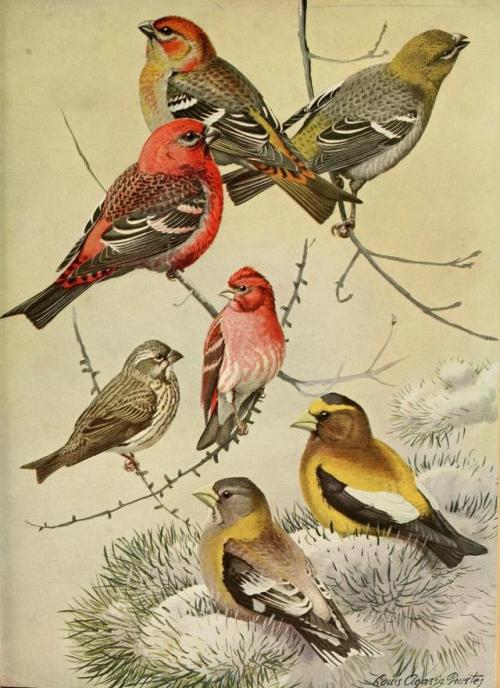 bird illustration birds grosbeak Massachusetts New England
