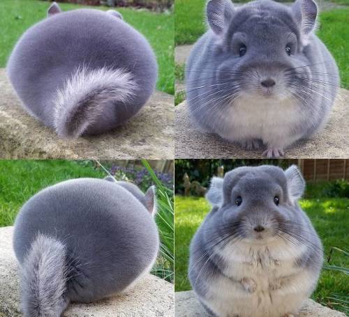 cuteness–overload:Chinchilla are very cuteSource:...