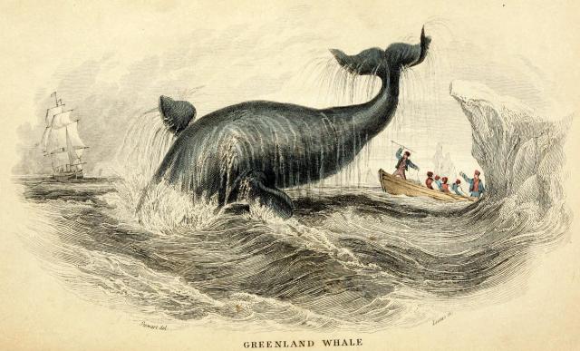 Greenland Whale [Bowhead Whale - Balaena... - Biomedical Ephemera, or ...