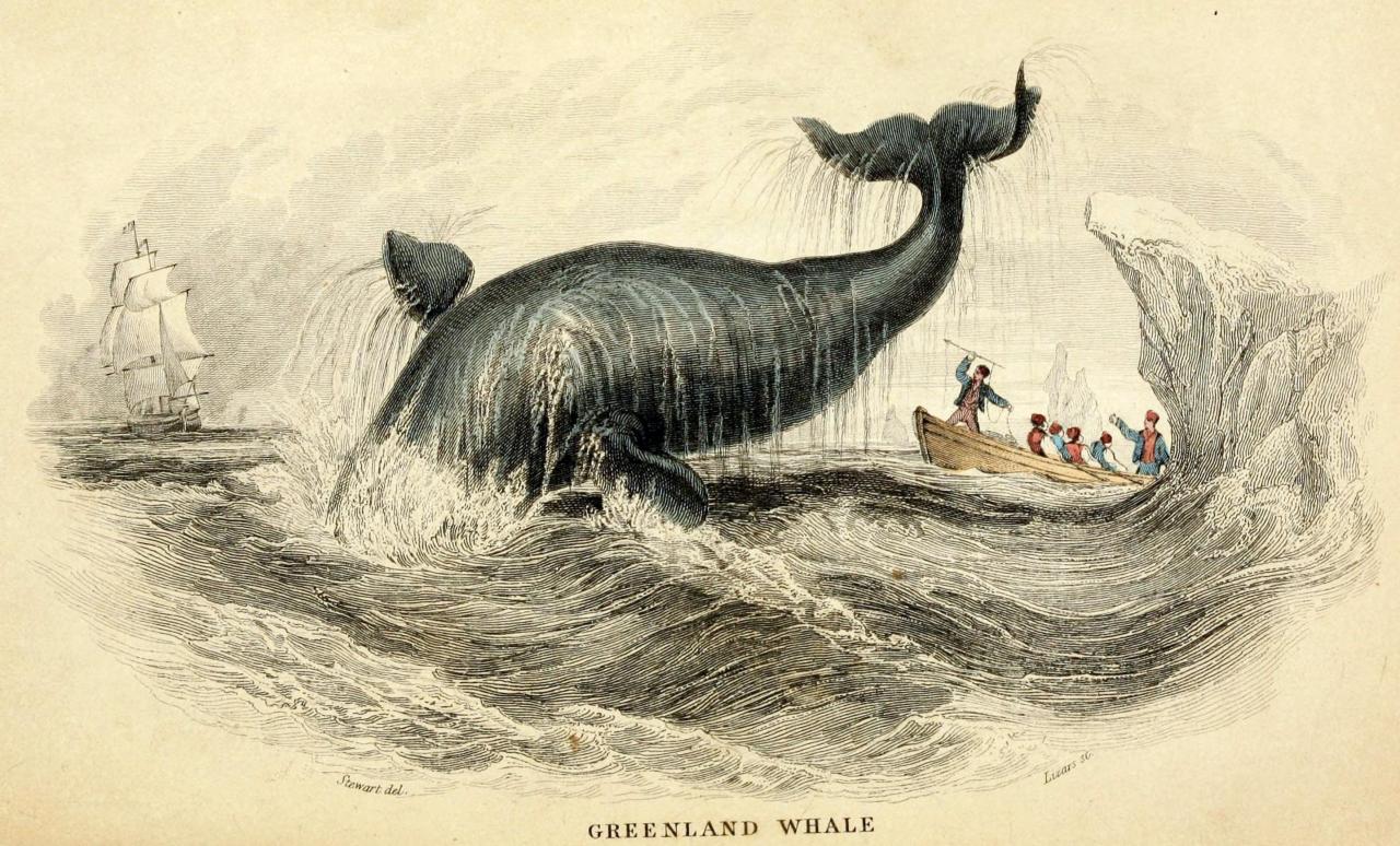 Картины Гарнери кит