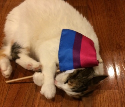 hattiecattie:miilex:uchidachi:hattiecattie:Bisexual...