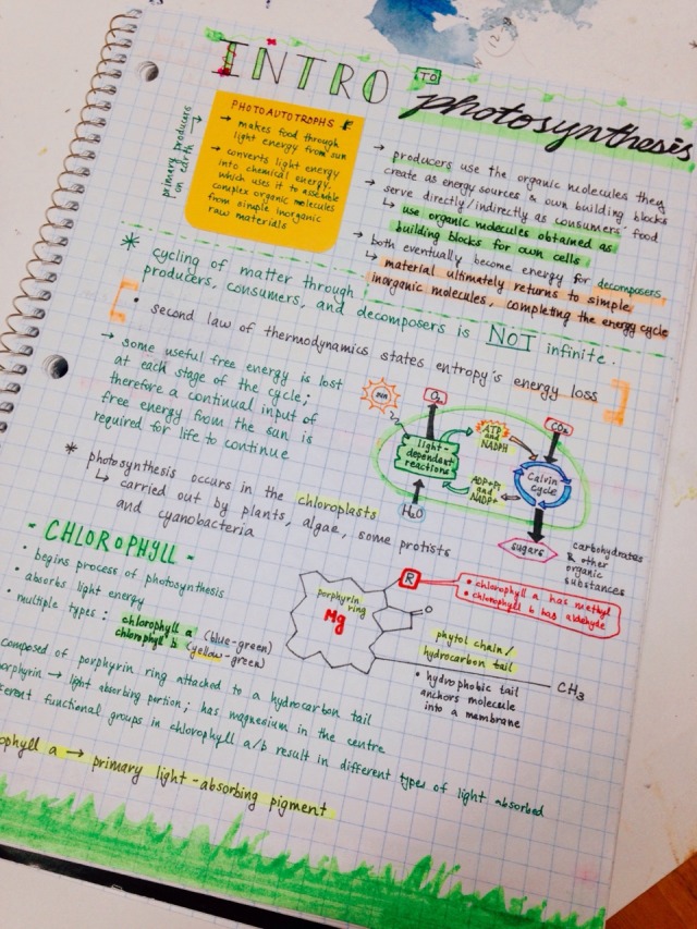 studyorcry: 11.05.15 // photosynthesis notes... - This is the revision ...