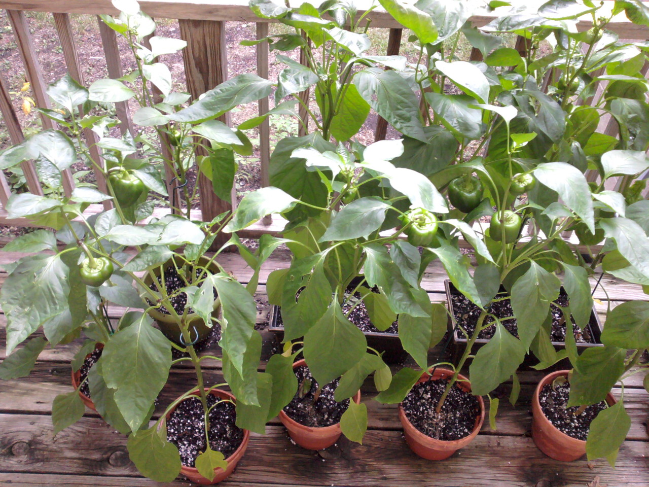 peppers on the porch, left