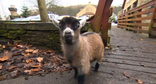 laughingsquid:Yorkshire Man Adopts an Orphaned 5-Week Old Pygmy...