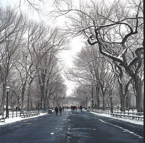 newberynyc:Hasselblad 501C in Central Park  3.21.15Shot w....