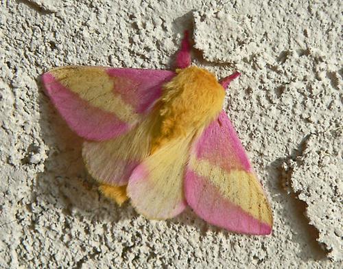 Pink Moth On Tumblr   Tumblr Inline P7kinbysTR1rl6jpp 540 