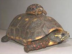 Red Foot Tortoise Keeper Red Foot Tortoise Care 101