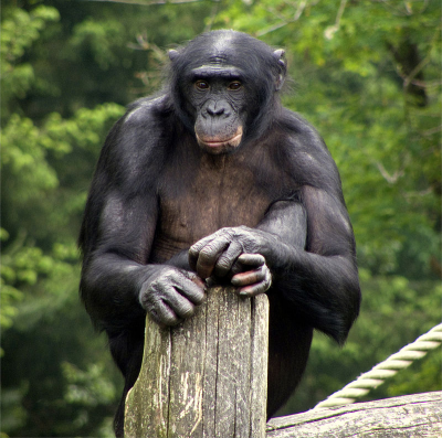 Tapanuli Orangutan Tumblr