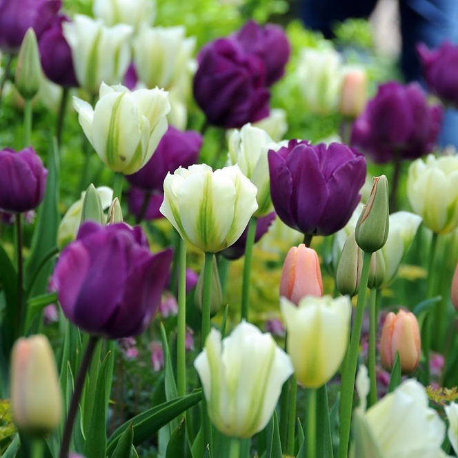 seasonalwonderment: â Tulips â