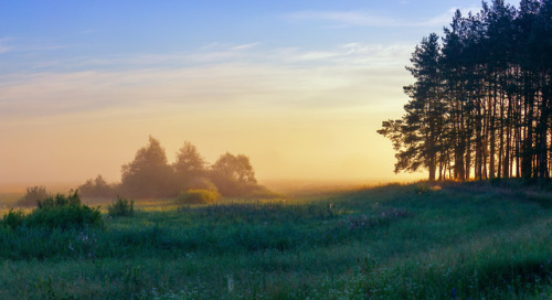 90377:Morning mist at the edge of the forest by Viktor...