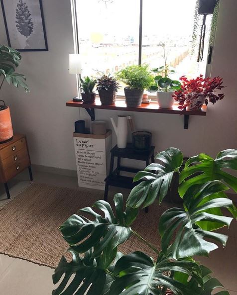 Indoor Plants Tumblr