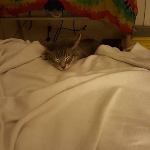 He got tired of waiting…. #kitten #tiger #photooftheday...