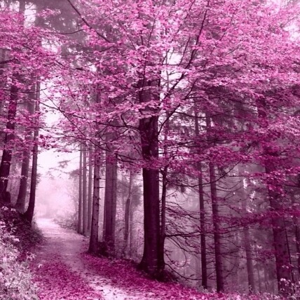 pink forest on Tumblr