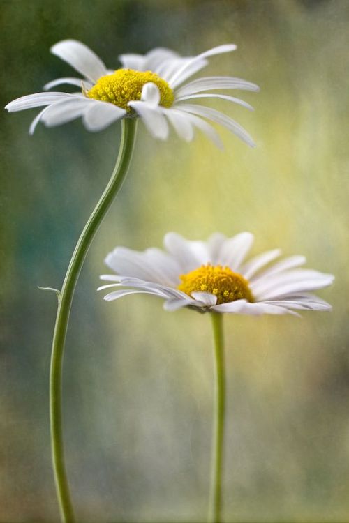 Gänseblümchen Tumblr